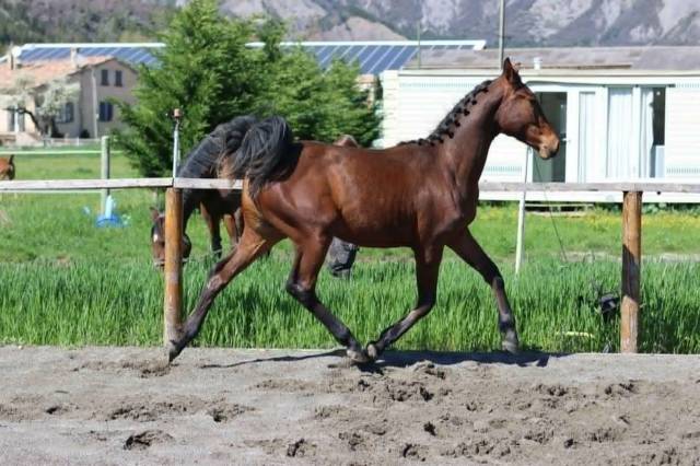 Pouliche hanovrienne d'avenir, vitalis x glamourdale