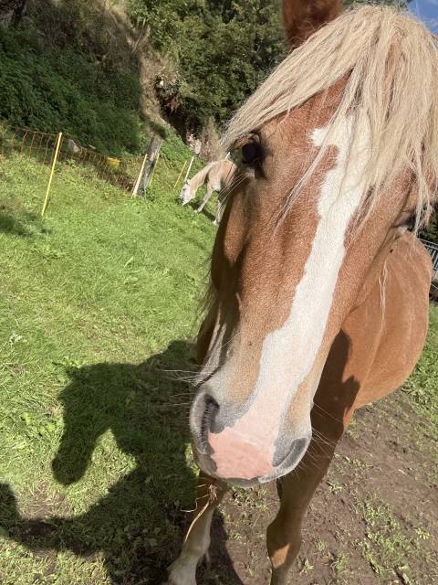 à vendre ou échange hongre onc