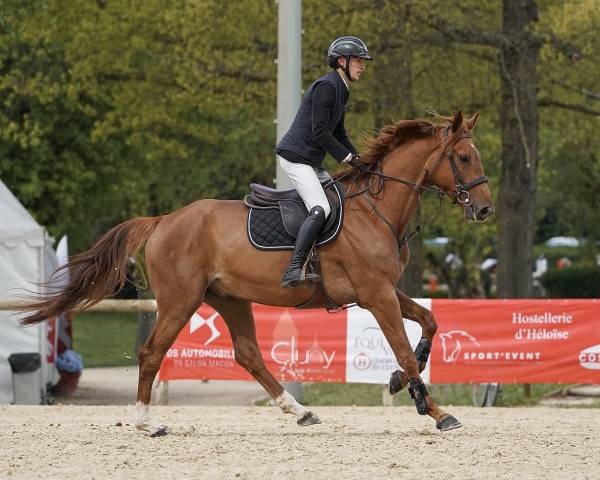Jeunes chevaux