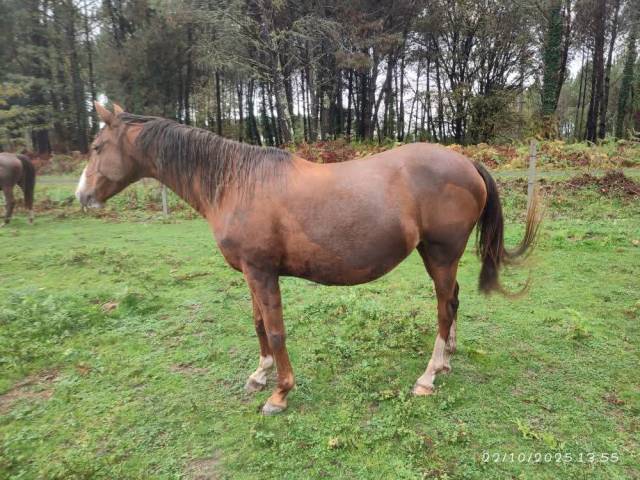 Poulinière par aaron n pleine