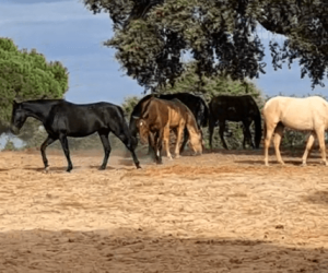 Lot de pouliches;un lot de pouliches pour les éleveurs