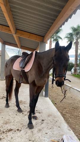 Cheval à vendre