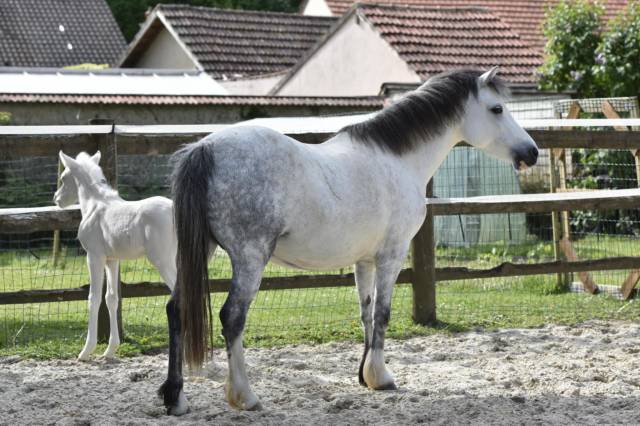 Poulinière de 7 ans welsh mountain