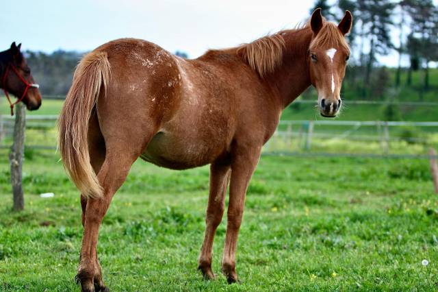 Jeune cheval loisir club