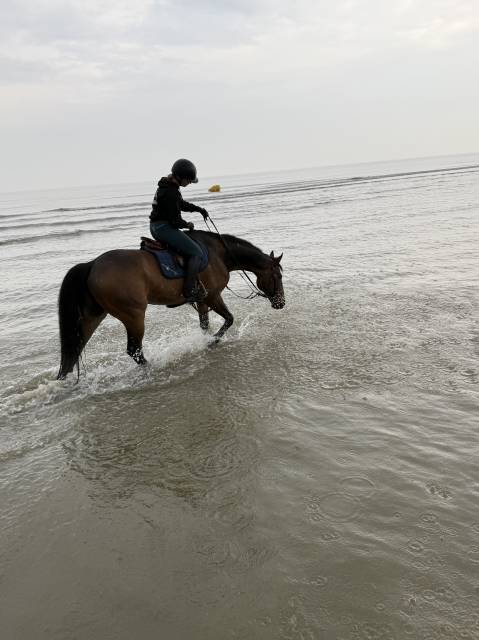 Cheval sf 17 ans