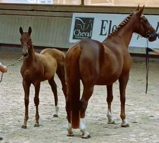 Pouliche selle francais par vitalis