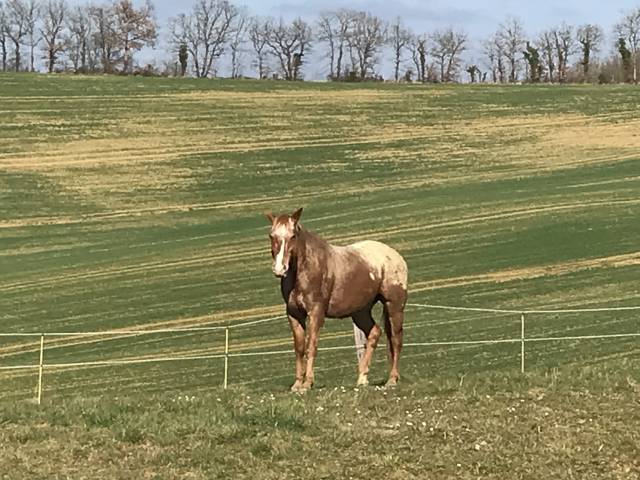 Superbe propriété maison, stabulation, 2 hectares foret
