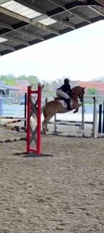 Poney pour competition