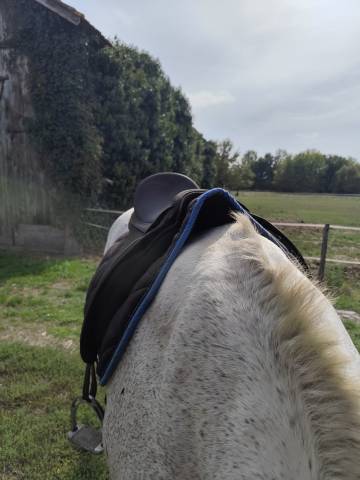 Selle de dressage isabel werth 17.5 pouces