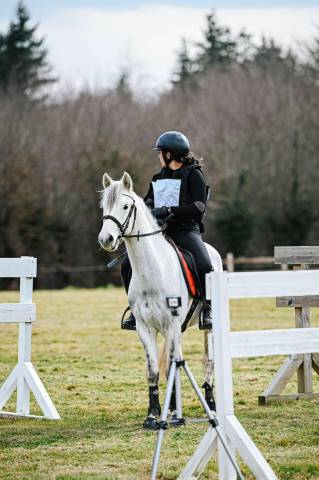 Poney à vendre - connemara de 4 ans