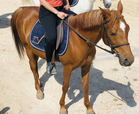 Ponette pour pré retraite/retraite 