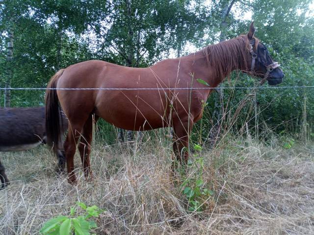 Jument alezane origine arabe