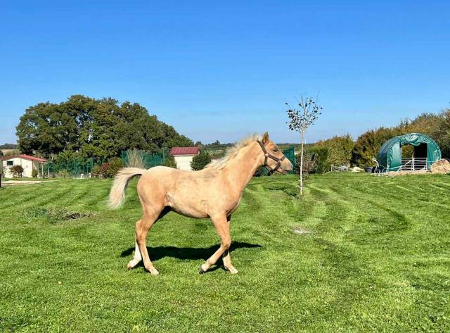 Poney palomino,issus d'une lignée prestigieuse