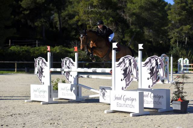 Magnifique hongre sf 