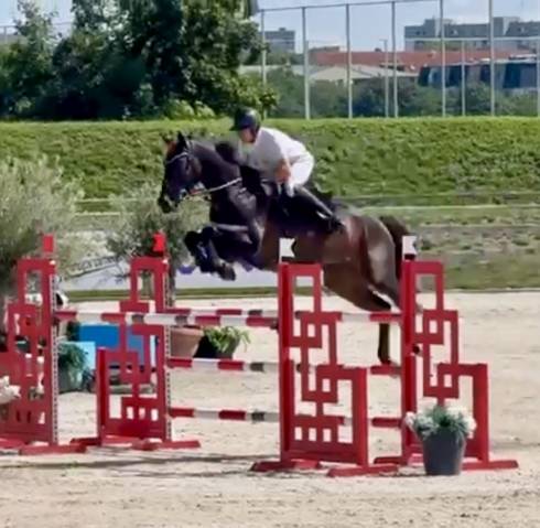 Cheval de grand prix pour amateur 
