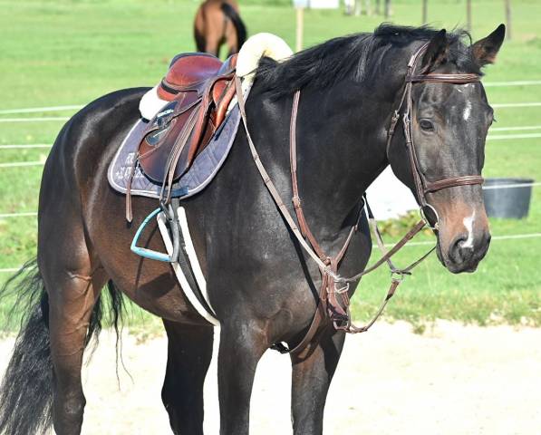 Cheval de grand prix pour amateur