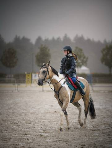 Cheval a prendre en demi pension