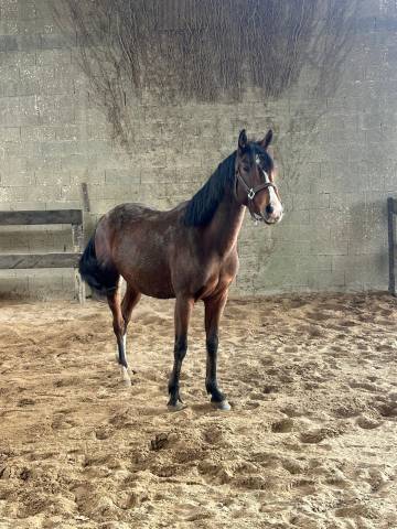 Kaly de louans  femelle oc de 5ans