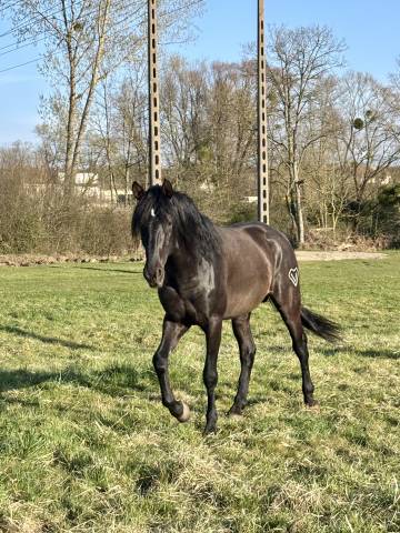 Cheval pure race espagnole