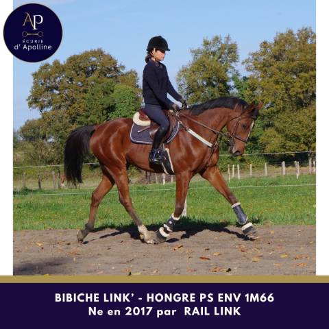 Hongre top équilibre env 1m66