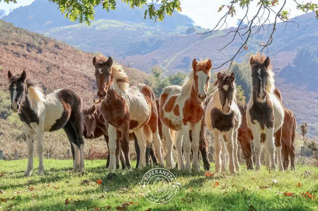 Plusieurs poneys futur 1m20/1m30