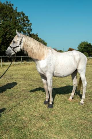 Pur race espagnol hongre 13 ans