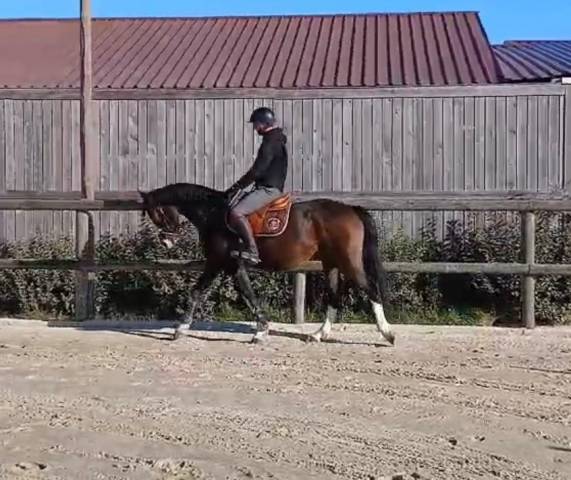 Hongre 4 ans