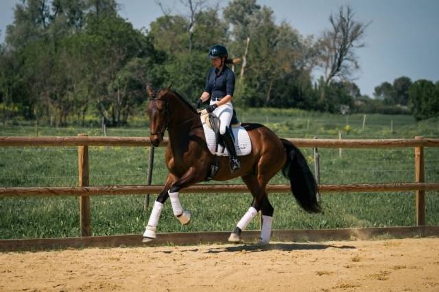 Magnifique hongre 10 ans kwpn dressage