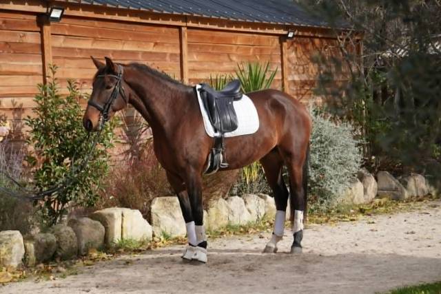 Elegante jument 6 ans lusitanien x kwpn dressage