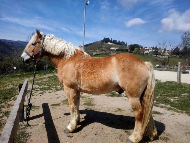 Hongre né en 2014 pour loisir