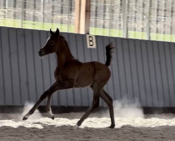 Poulain pur sang arabe 