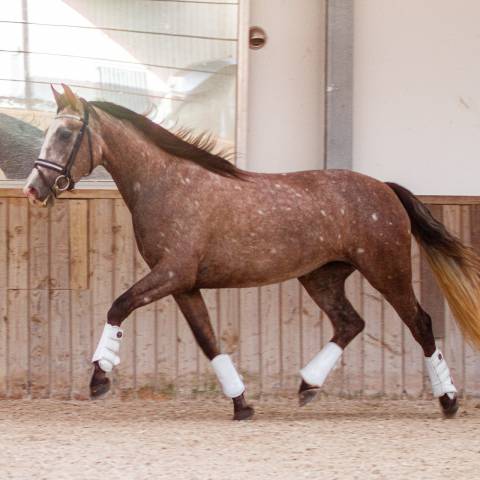 Magnifique jument pre excellents papiers