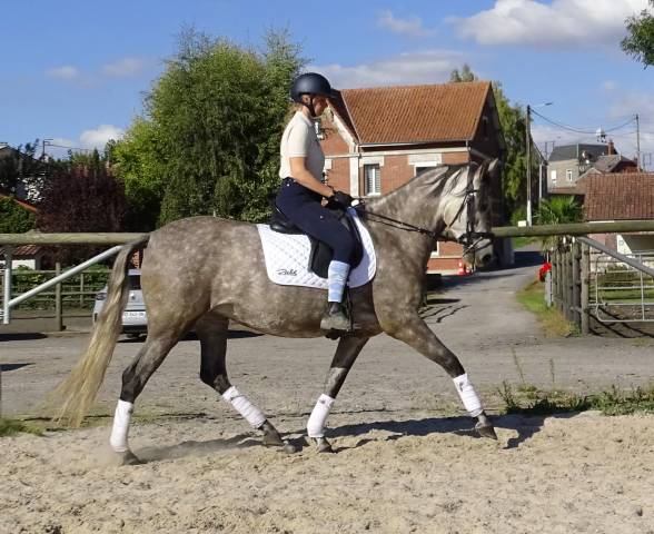 Jument pre 4 ans dressage