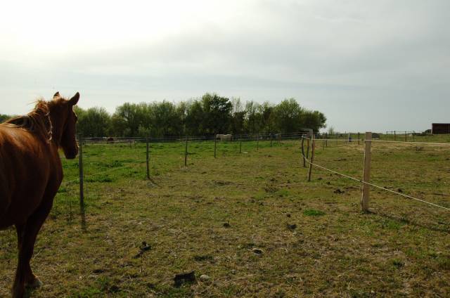 ? pension chevaux – bien-être et nature