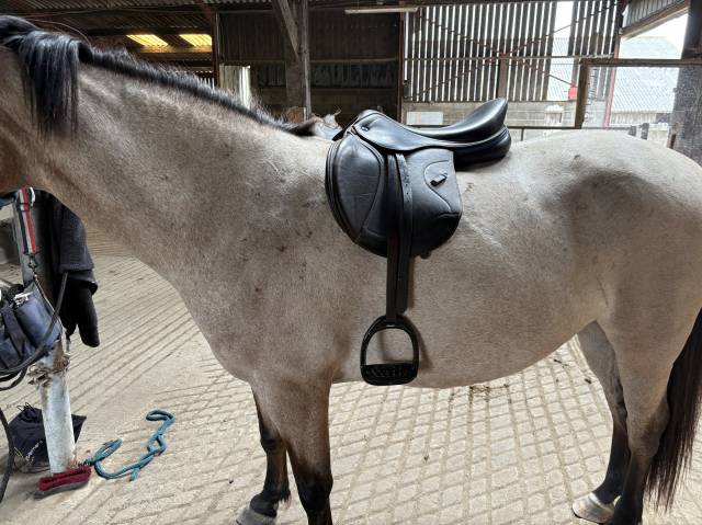 Selle ikonic light 17