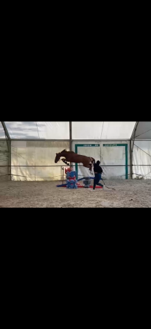 Hashley de favas selle français de 8 ans 