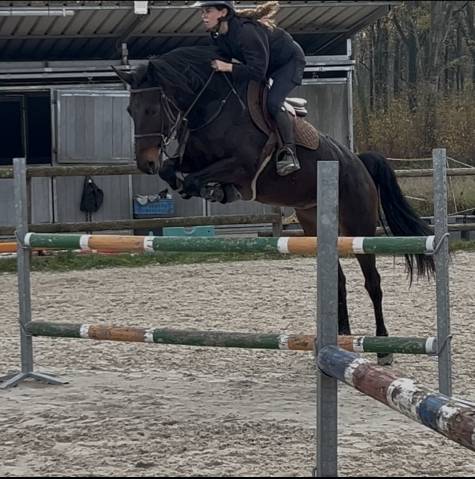 Veni vidi vici z 5 ans