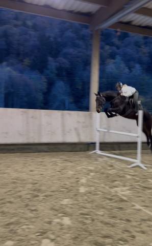 Cheval de sport 
