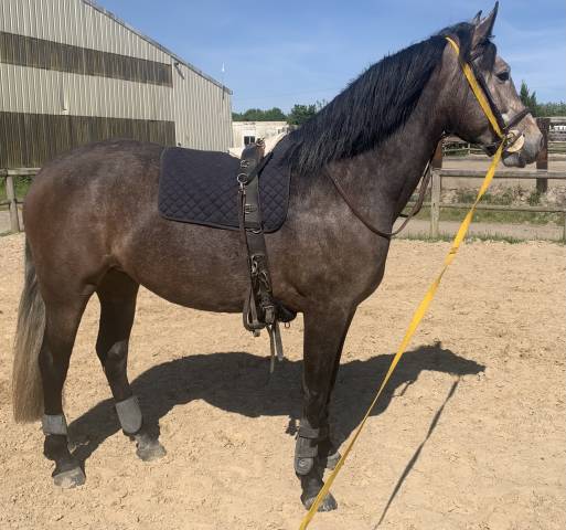 Lusitanienne a vendre