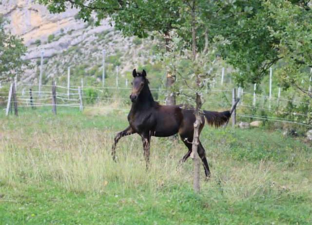Pouliche selle français - avenir pour le dressage