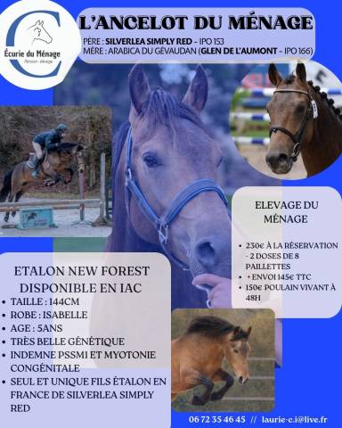 L'ancelot du ménage  : saillie étalon new forest isabelle l'ancelot du ménage 