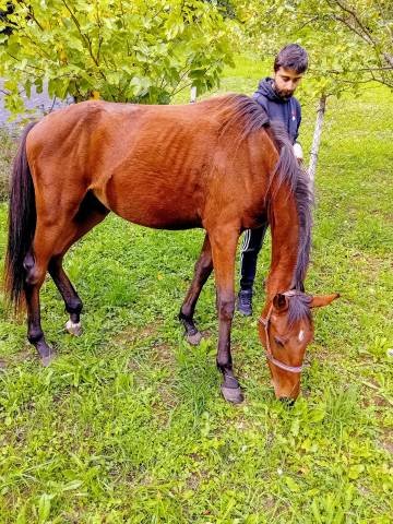 Jeune mâle sfo 2 ans (x cap de b'neville)