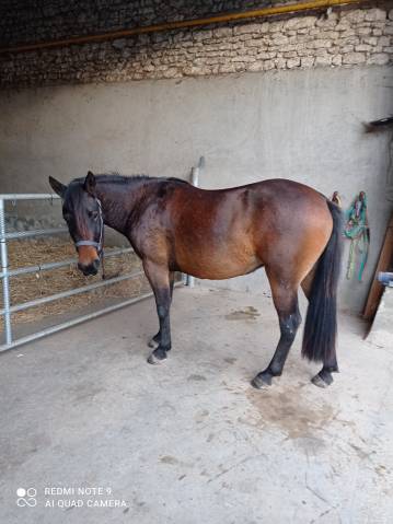 Magnifique ponette dsa pp