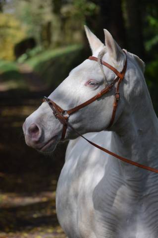 Poulinière lusitanienne psl 