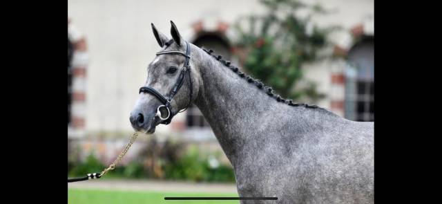 Hongre sf 4 ans (2021)