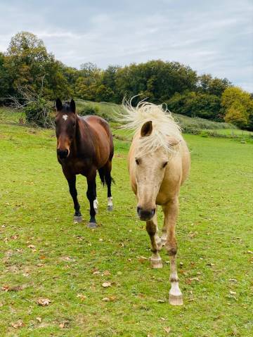 Pension gratuite cheval / poney – thorigne-sur-due