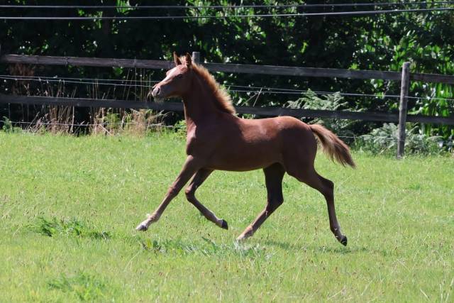 Pouliche pfs - alezane - par champagne d'ar cus