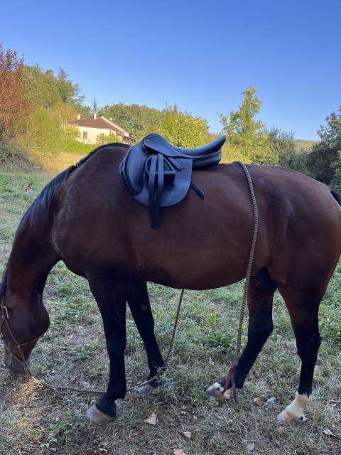 Selle cavalhorse 17pouces arcade interchangeables 