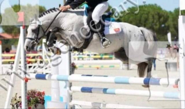 Location d'un poney welsh 11 ans 