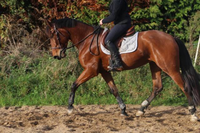 Jument pre 4 ans 1.67 cm